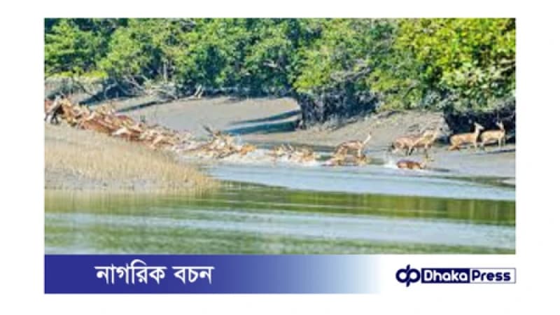 ১ সেপ্টেম্বর থেকে সুন্দরবন পর্যটকদের জন্য উন্মুক্ত
