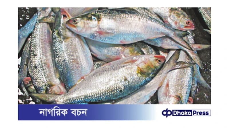 দুর্গাপূজায় ভারতে ইলিশ যাবে না: মৎস্য ও প্রাণিসম্পদ মন্ত্রণালয়