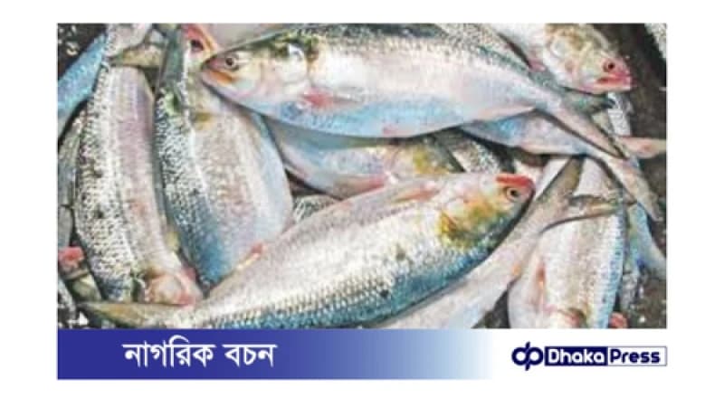 দুর্গাপূজার আগে ভারতে ইলিশের যাত্রা শুরু