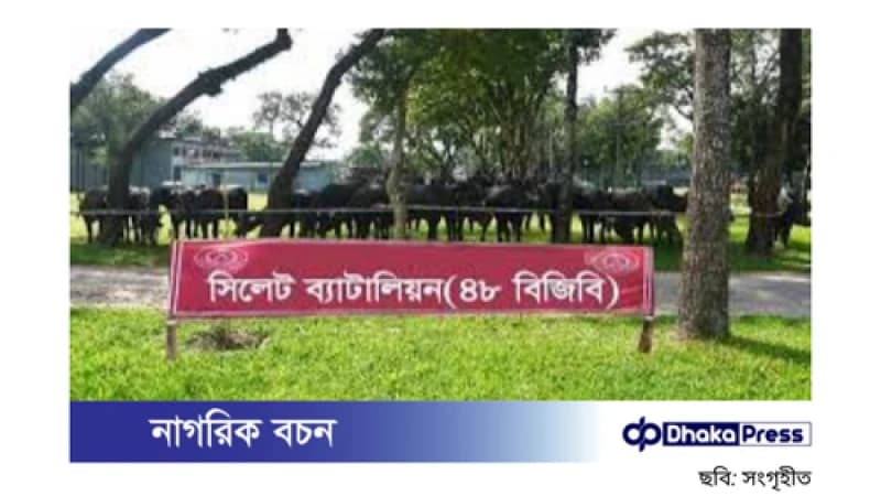 সিলেটে অর্ধকোটি টাকার ভারতীয় মহিষ জব্দ