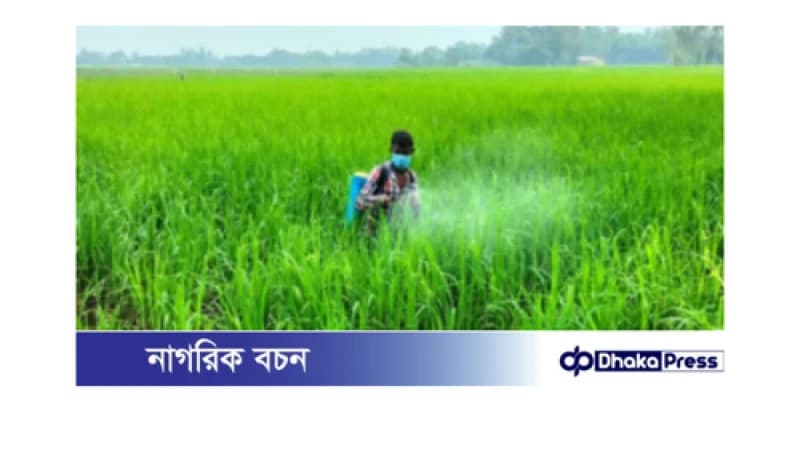 বগুড়ায় আমনে বাম্পার ফলনের আশায় কৃষক