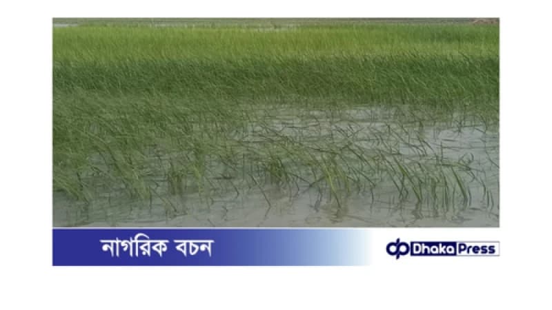 তৃতীয় দফা বন্যায় এখন ফসল পানির নিচে, ক্ষতি ২৭ কোটি 