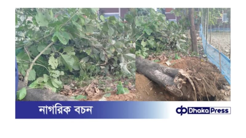 ঠাকুরগাঁওয়ে বিএনপি নেতার দাপট: বেআইনিভাবে বৃক্ষ নিধন