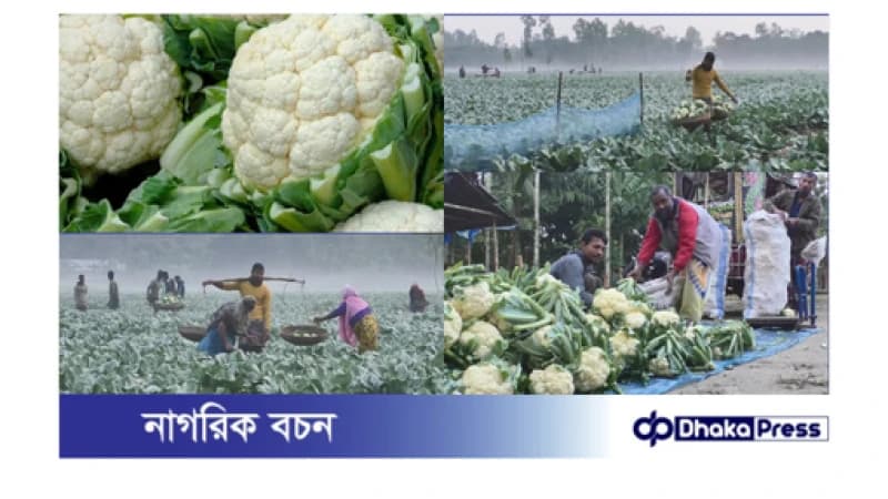 প্রাকৃতিক পদ্ধতিতে ফুলকপি চাষে লাভবান কুড়িগ্রামের কৃষকেরা
