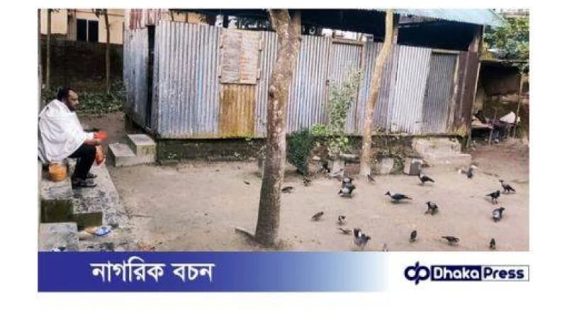 পাখিদের প্রতি অদ্ভুত ভালোবাসা, পাঁচ বছর ধরে নিয়মিত খাবার খাওয়ান