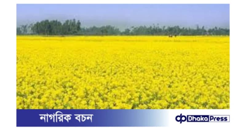 সরিষার হলুদ ফুলে দুলছে কৃষকের রঙিন স্বপ্ন