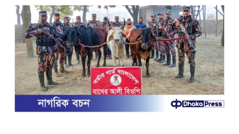 বাখেরআলী সীমান্ত হতে ০৩ জন আসামীসহ অবৈধ ও চোরাচালানকৃত ভারতীয় গরু আটক