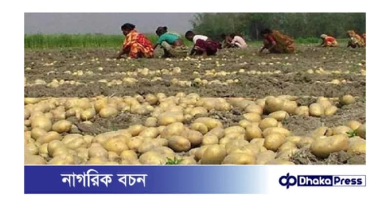 মূলধন হারানো সঙ্কায় আলু তুলছেন কুড়িগ্রামের কৃষকেরা