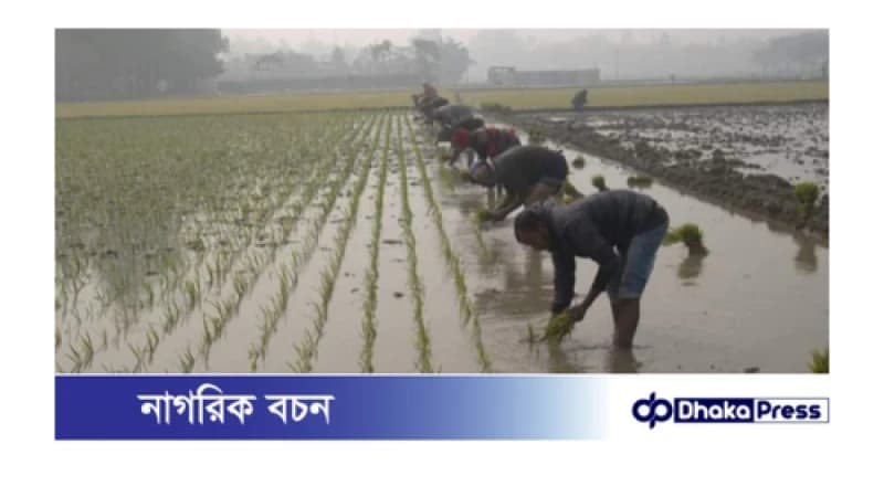 কুয়াশা, ঠান্ডা উপেক্ষা করে শুরু বোরো ধান চাষাবাদ 