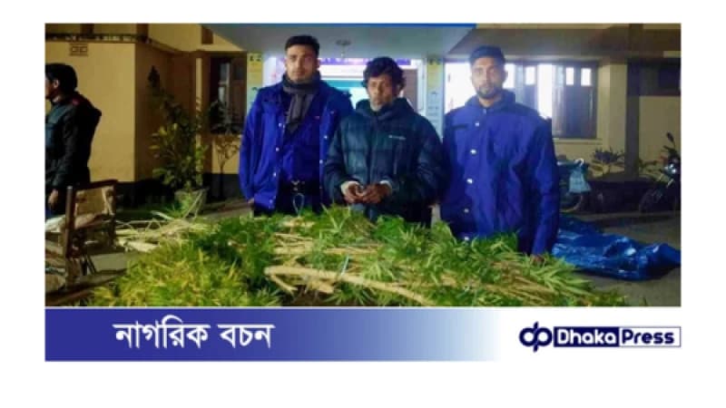 বড়াইগ্রামে ১০ ফুট দীর্ঘ  ১৭কেজি ওজনের গাঁজা গাছ উদ্ধার, আটক ১