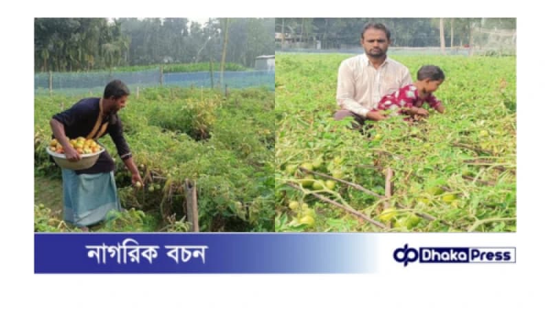 মাচা পদ্ধতিতে টমেটো চাষ, লাভবান হচ্ছেন কুড়িগ্রামের কৃষকরা