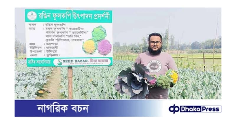 বাহারি রঙের ফুলকপি চাষের সম্ভাবনায় কুড়িগ্রাম 