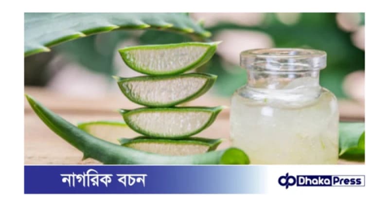 অ্যালোভেরা ব্যবহার করার আগে জানুন এর পার্শ্বপ্রতিক্রিয়া