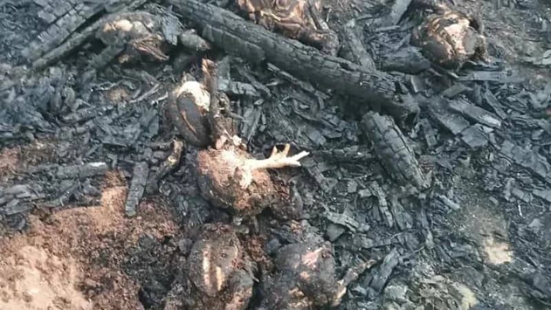 গভীর রাতে পুড়ে ছাই আড়াইশ হাঁশ-মুরগিসহ দোকান