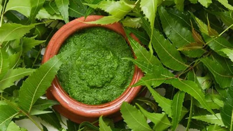 নিমপাতা কমাতে সাহায্য করে হাই ব্লাড সুগার