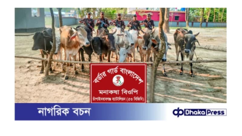 ৫৩ বিজিবির অভিযানে মনাকষা সীমান্তে ১০ ভারতীয় গরু আটক