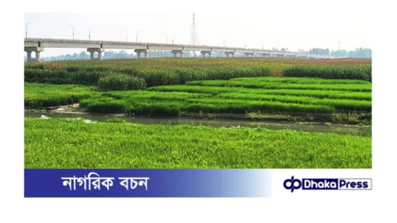খরস্রোতা ধরলা-বারোমাসিয়া এখন সবুজ ফসলের মাঠ