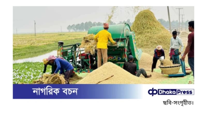 ফলন ও দামে খুশির হাসি চলনবিলের কৃষকের মুখে