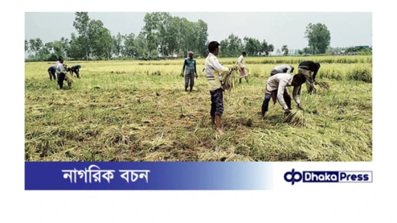 বৈশাখী ঝড়ো বাতাস বোরো ধান চাষীদের দুশ্চিন্তা
