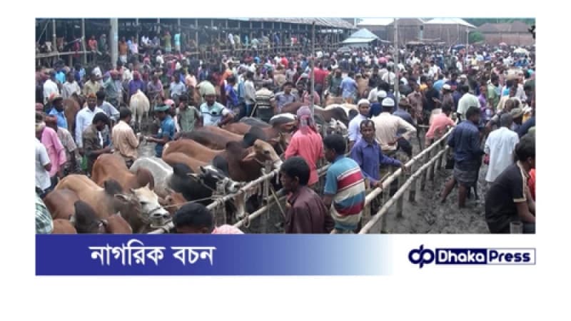 শেষ মুহূর্তে জমে উঠেছে কুড়িগ্রামে পশুর হাটগুলো