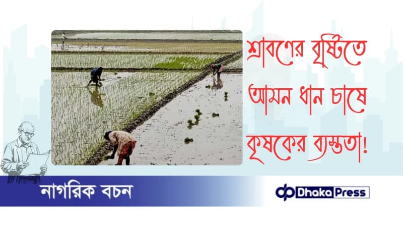 শ্রাবণের বৃষ্টিতে আমন ধান চাষে কৃষকের ব্যস্ততা