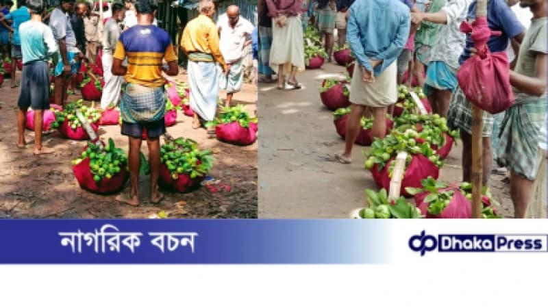 কাঞ্চনাবাদের সুস্বাদু লাল পেয়ারা সারা দেশে ব্যাপক চাহিদা:ফলন ভালো হওয়ায় উৎফুল্ল চাষিরা...!