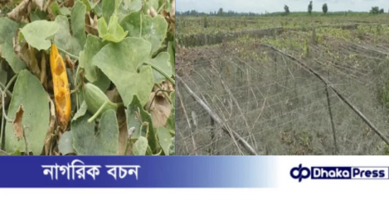 অতি বৃষ্টি ও বন্যায় কুড়িগ্রামে পটল চাষিদের মাথায় হাত