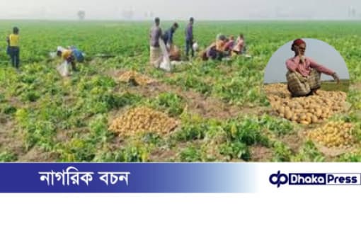 অধিক চাষ ও অতিরিক্ত সরবরাহে আলুর...