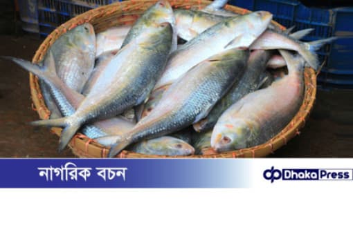 ভারতে বাংলাদেশি ইলিশের দামে আগুন