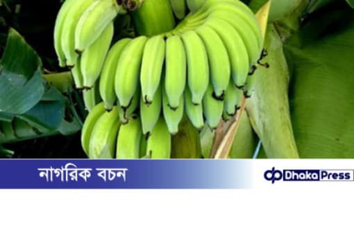 গর্ভাবস্থায় কাঁচা কলা খাওয়া কি...