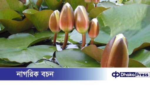 ইসির প্রতীক তালিকায় ‘শাপলা কলি’ গেজেট প্রকাশ