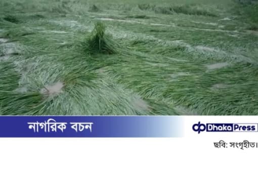বৃষ্টির পানিতে তলিয়ে গেছে মাঠ, ঝুঁকিতে রোপা আমন ধান