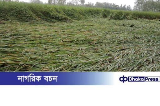 নাগেশ্বরীতে বৃষ্টি-বাতাসে নুয়ে পড়েছে ধান, কৃষকের চোখে চিন্তার ছাপ