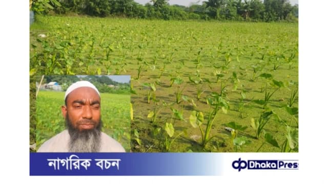 মুরাদনগরে শিক্ষক ও কৃষি উদ্যোক্তার কচু চাষে নতুন দৃষ্টান্ত