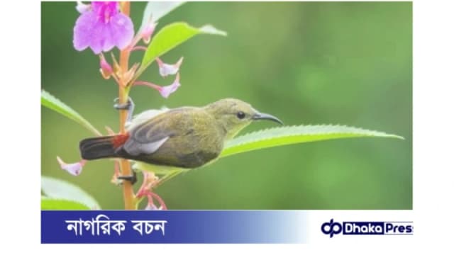 বনের নিপুণ কারিগর টুনটুনি পাখি আজ বিলুপ্তির পথে