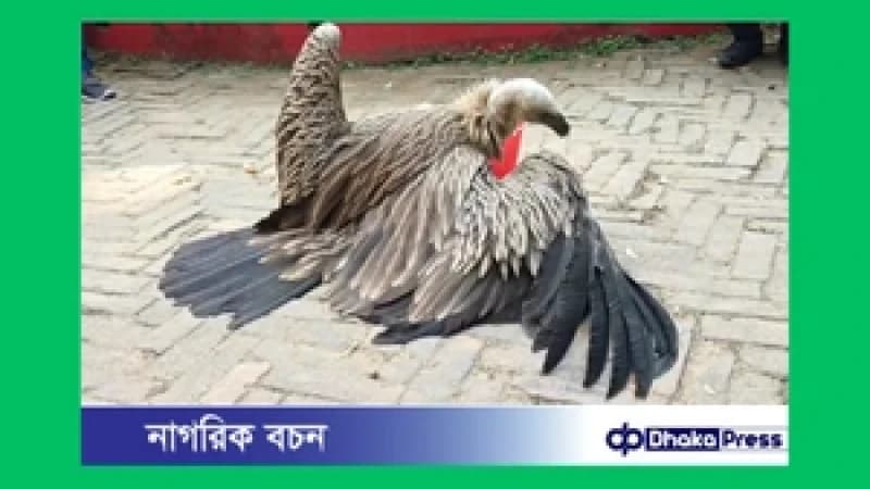 খাগড়াছড়িতে বিলুপ্তপ্রায় হিমালয়ান গ্রীফন শকুন উদ্ধার
