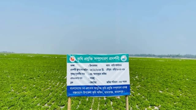 মাদারগঞ্জে যমুনার চরে পেঁয়াজ ও বাদামের বাম্পার ফলন...