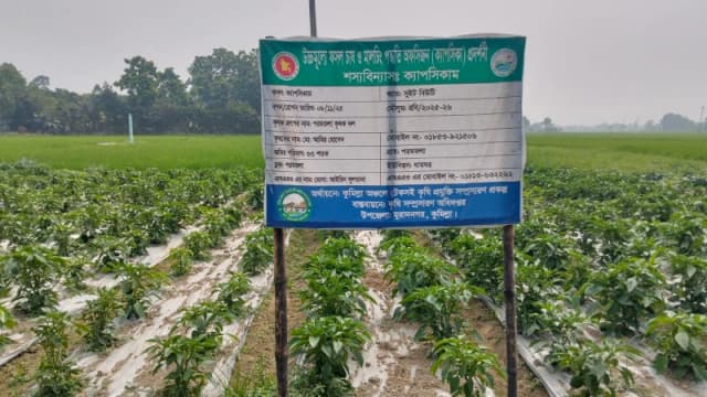 ধানের মাঠে এখন ক্যাপসিকাম