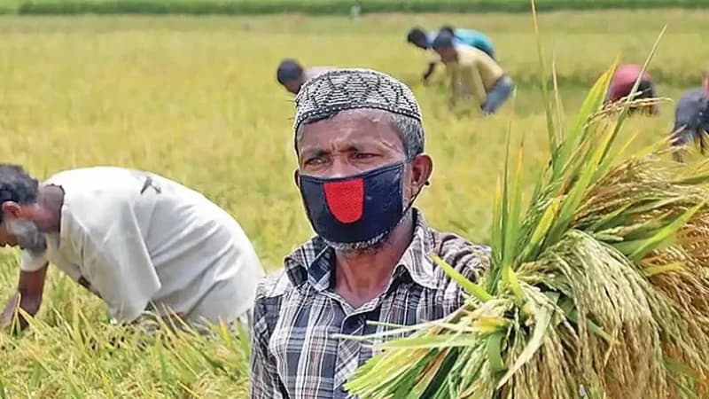 কৃষিঋণ মওকুফে বাজেট থেকে ১৫৬৭ কোটি টাকা ছাড়