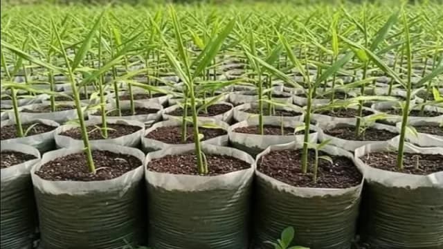 আধুনিক কৃষি পদ্ধতি ব্যবহার করে আদা ও কলা চাষে লিটনের অনন্য সাফল্য