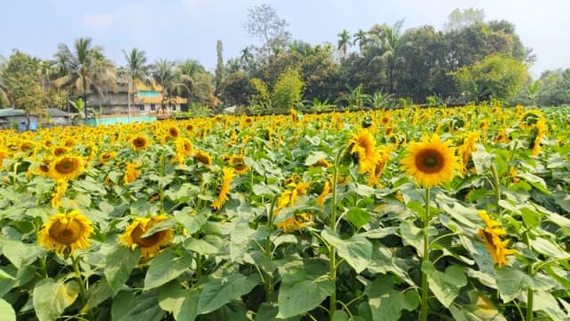 সূর্যমুখীর হাসি কৃষকের মুখে