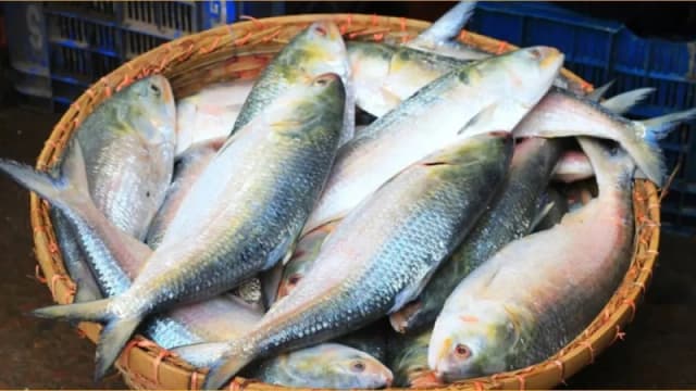 এবার পহেলা বৈশাখে ভারতে ইলিশ যাবে কি না, জানালেন মন্ত্রী