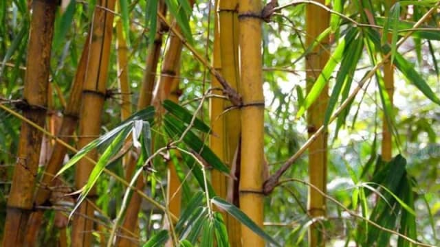 বাঁশ কেন খাবেন, কীভাবে নিশ্চিন্ত...