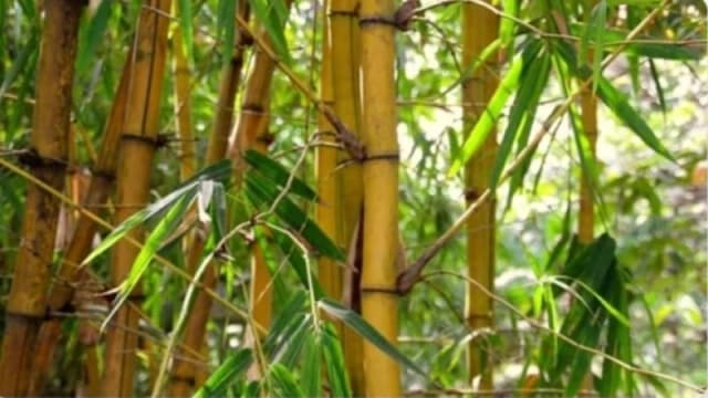 বাঁশ কেন খাবেন, কীভাবে নিশ্চিন্তে খাবেন?