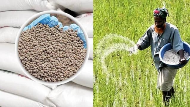 সার ডিলার নিয়োগে শুদ্ধি অভিযান, ‘রাজনৈতিক বলি’ না...