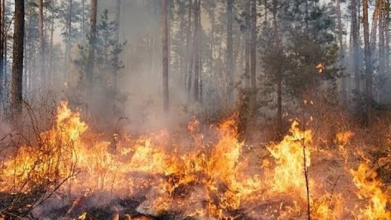কানাডায় ১ কোটি হেক্টরেরও বেশি এলাকা পুড়লো দাবানলে