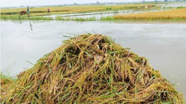 হাওরে আকস্মিক বন্যায় পানির নিচে স্বপ্নের ফসল