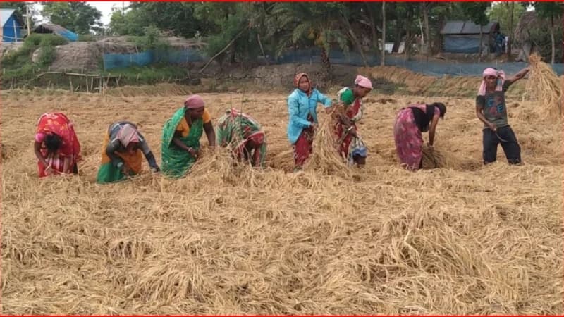 শ্রমিক সংকট ও দরপতনে বিপাকে কৃষক, বৃষ্টিতে তলিয়ে যাচ্ছে বোরোর স্বপ্ন