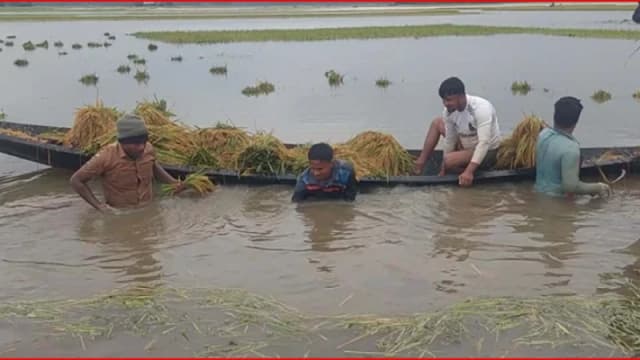 এক রাতের বৃষ্টিতে ভেসে গেল কৃষকের স্বপ্ন, হাওরাঞ্চলে ব্যাপক ফসলহানি