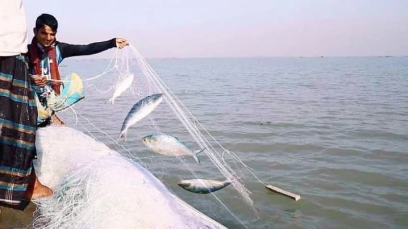 ভোলায় জেলেদের জালে ধরা পড়ছে রুপালি ইলিশ